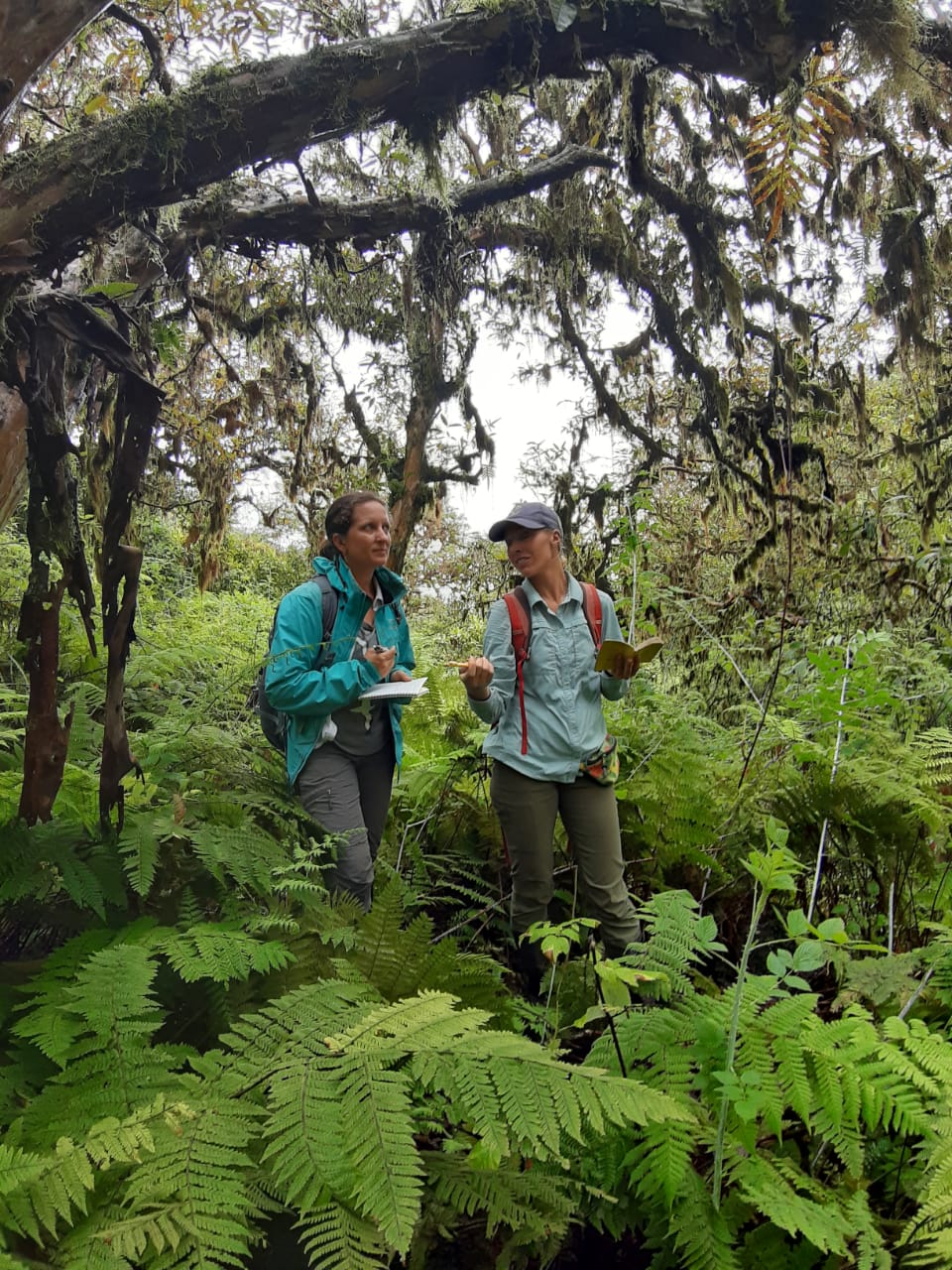 Monitoreo del Petrel de Galápagos